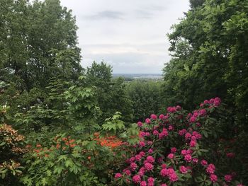 View of flowering plants against cloudy sky