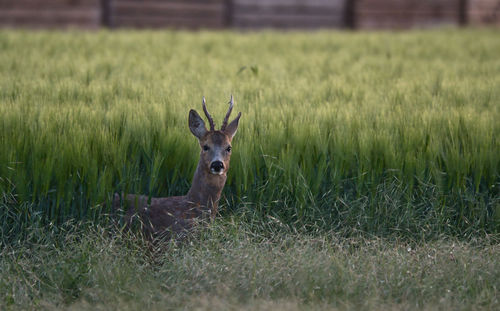 Close-up of deer on grassy field