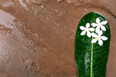 High angle view of white flowering plant