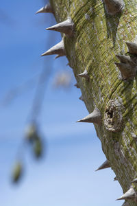 Close-up of bird on branch against sky