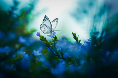 Close-up of butterfly pollinating on purple flowering plant