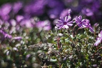 Close-up of pink flowers
