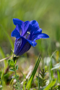 Close-up of purple crocus flower on field