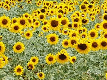 High angle view of sunflower field