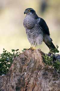 Close-up of bird perching on rock