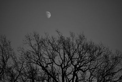 Low angle view of silhouette bare tree against sky at night