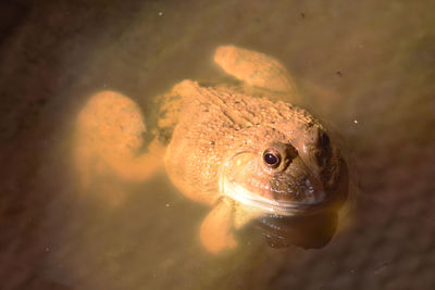 Close-up of fish swimming in lake