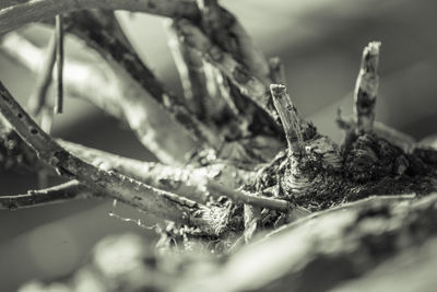 Close-up of rusty chain on snow