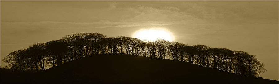 Low angle view of silhouette trees against sky during sunset