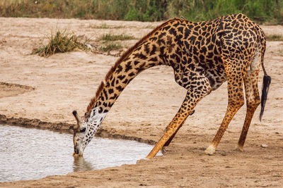 Giraffe drinking water