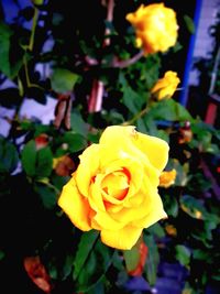 Close-up of yellow rose