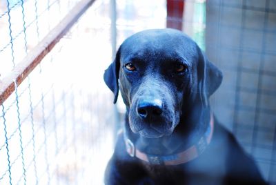 Close-up portrait of dog