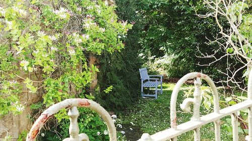 Plants growing on a tree