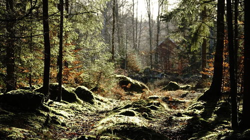 Sunlight streaming through trees in mossy forest