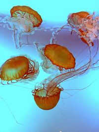 Close-up of jellyfish against blue background