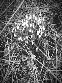 Close-up of flowers on field