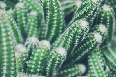 Close-up of succulent plant