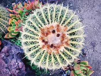 Close-up of cactus flower