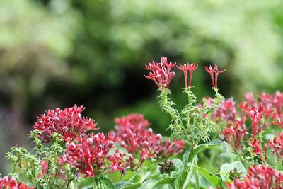 Close-up of pink flowering plants