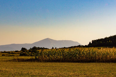 Scenic view of field against clear sky