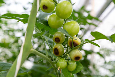 Still green, unripe, young tomato fruits affected by blossom end rot