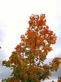 Low angle view of maple tree