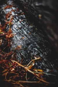 Close-up of tree trunk on field