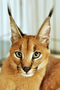 Close-up portrait of a cat