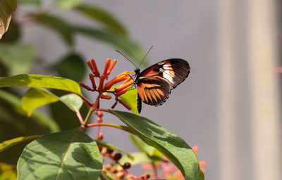 Piano key butterfly heliconius melpomene insects in a garden.