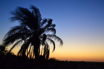 Silhouette of palm trees at sunset