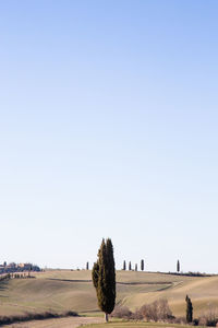Scenic view of agricultural field against clear sky