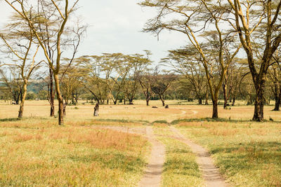 A dirt road amidst yellow barked acacia trees at the shores of lake elementaita in naivasha, kenya