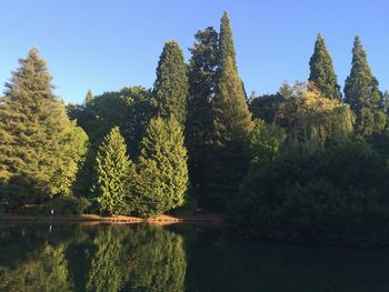 Scenic view of trees against sky