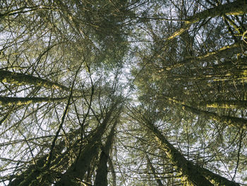 Low angle view of trees in forest against sky