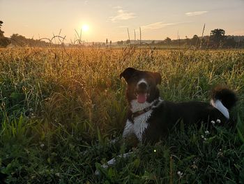 Dog looking away on field during sunset