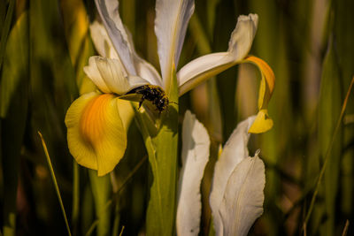 Close-up of insect on yellow flower