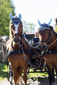 Front view of horse and cart