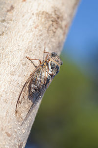 Close-up of housefly