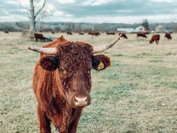 Cow in a field