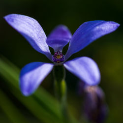 Close-up of purple flower blooming in park