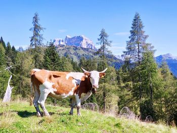 Cows standing in a field