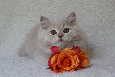 Close-up of cat on rose