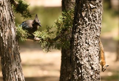 Close-up of bird perching on tree trunk
