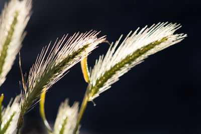 Close-up of fresh green plant against black background