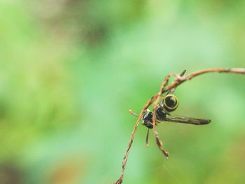 Close-up of insect on leaf