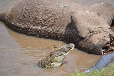 View of crocodile in the sea