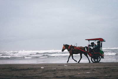 Rear view of man riding horse at beach against clear sky