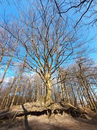 Bare trees on landscape against clear blue sky