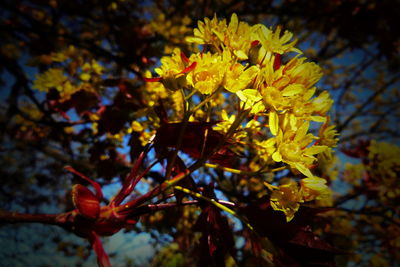 Close-up of yellow flowering plant