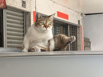 Portrait of a cat on window sill